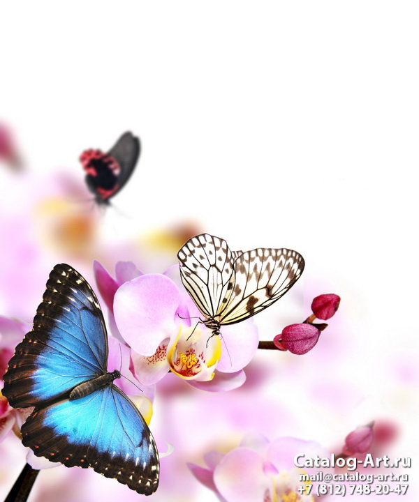  Butterflies 16